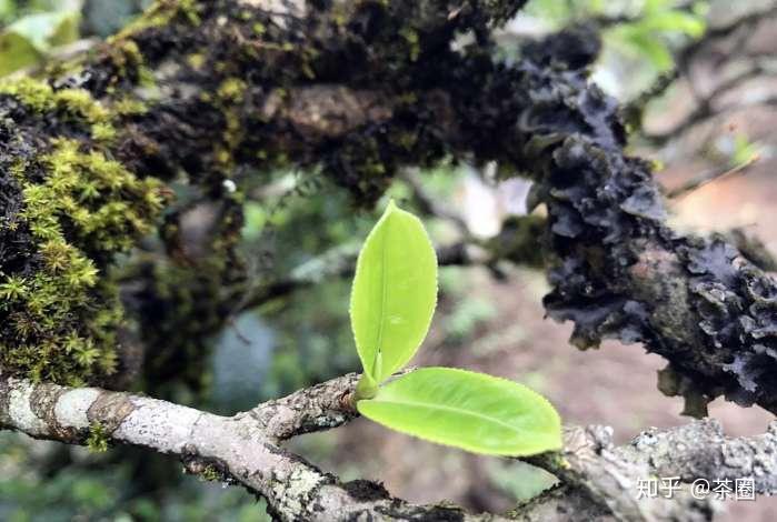 冰岛茶和昔归茶哪个贵？