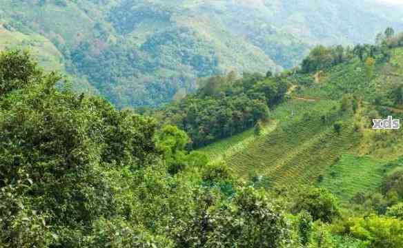 版纳地区有哪些著名的普洱茶山峰？