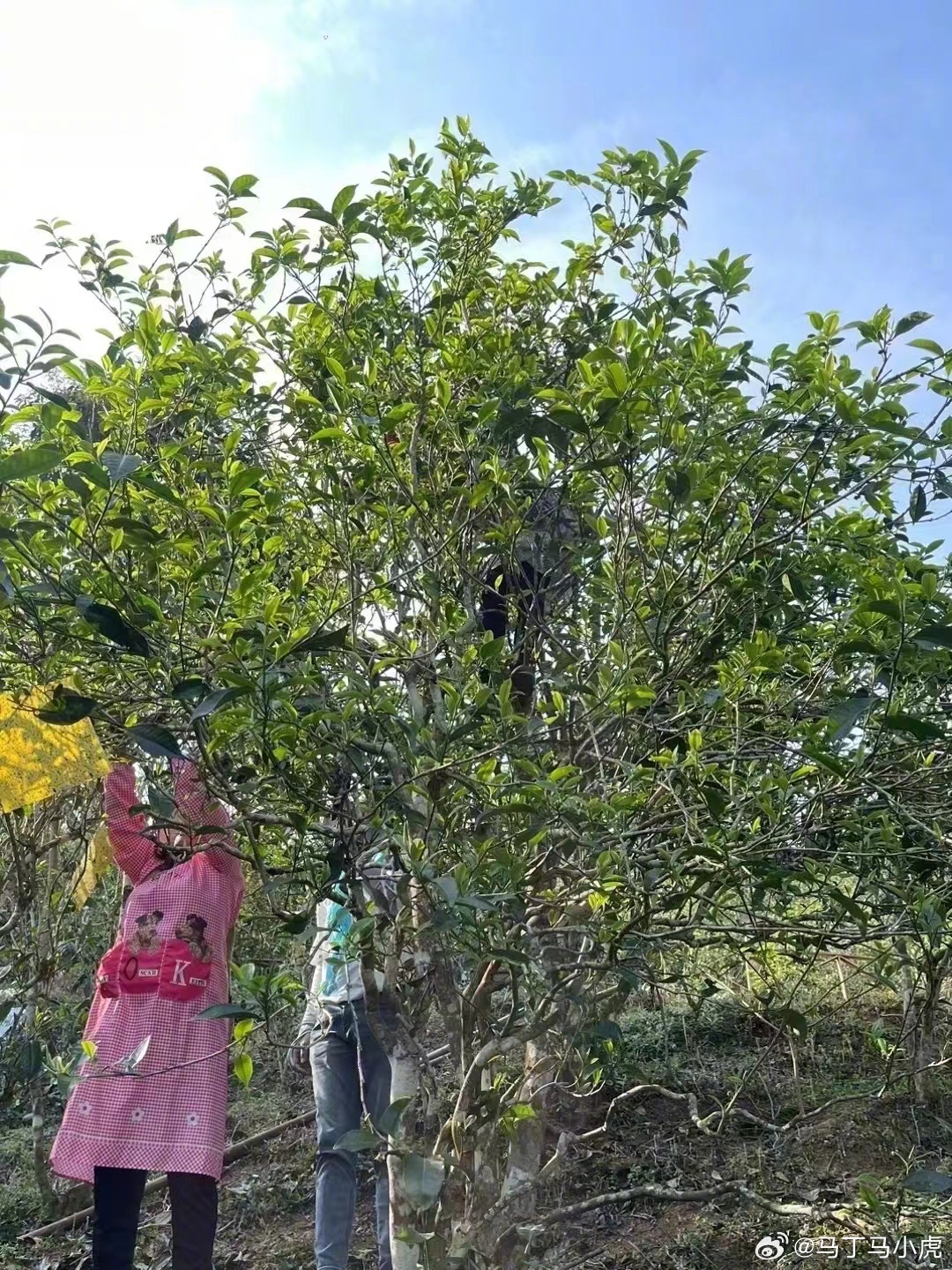 易武茶山2018年精选普洱茶：古树韵味，醇厚口感的极体验