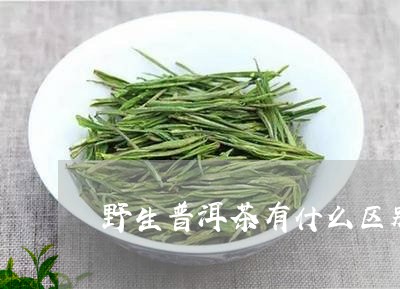 普洱茶和野生茶哪个好一点