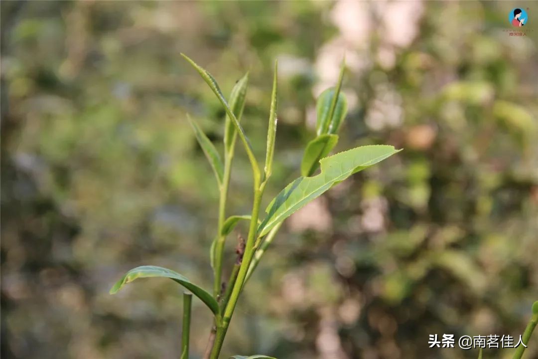 云南省普洱茶蛮砖口感特点分析：浓、回与耐泡的完美融合