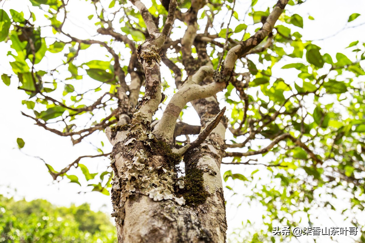 有助睡眠的普洱茶