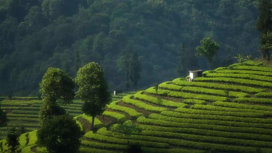 探究普洱茶的筑茶工艺及其对茶叶品质的影响