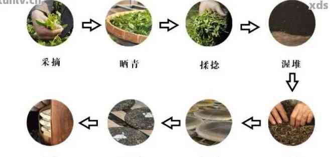 探究普洱茶的筑茶工艺及其对茶叶品质的影响