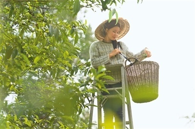 勐库明前春韵：古树茶香飘溢，品味新春的美好时光