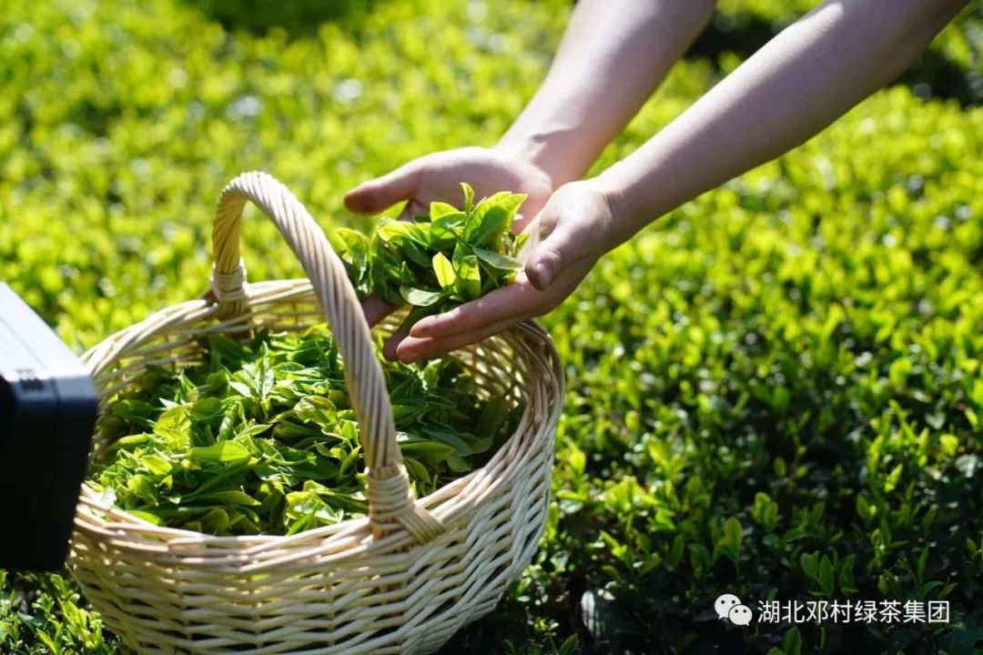 春晓茶业：传承古法手工制茶，引领绿色健生活