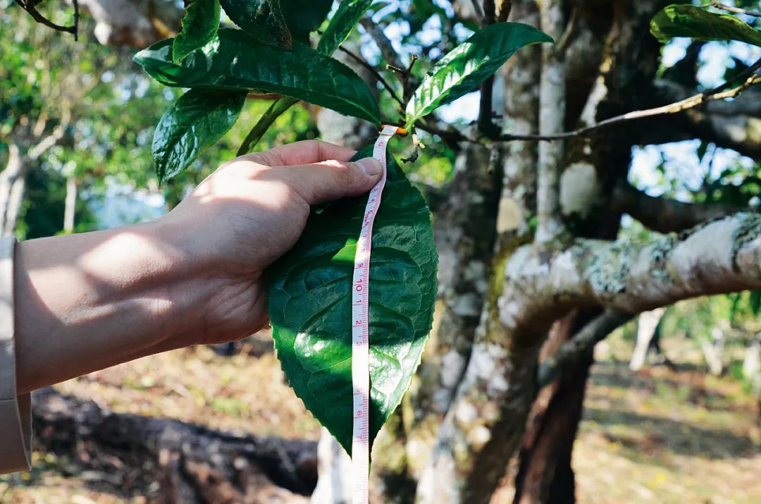 全面解析：如何通过多个维度评估大叶种普洱茶的品质？