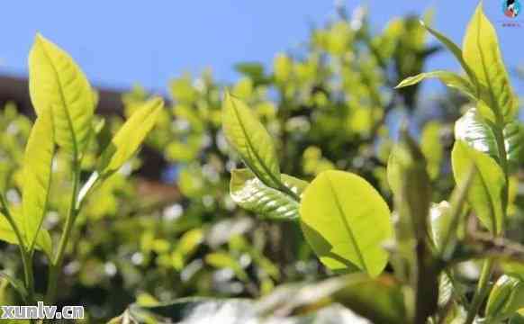 什么是大叶种普洱茶的特点与区别：探究普洱茶中的这两种重要类别