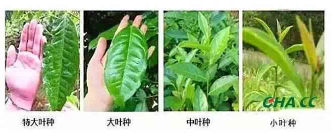 小叶普洱茶与大叶普洱茶的比较：哪种茶叶更好？