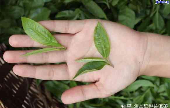 小叶普洱茶与大叶普洱茶的比较：哪种茶叶更好？