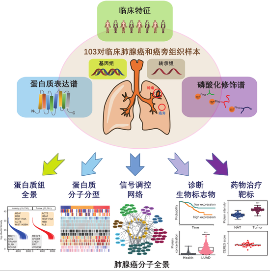 新普洱茶与健：一个月内能减重几斤？科学研究揭示其影响因素！