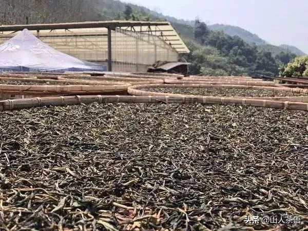 普洱茶饼的制作过程详解：从原料选择到成型、发酵、烘干的全流程解析