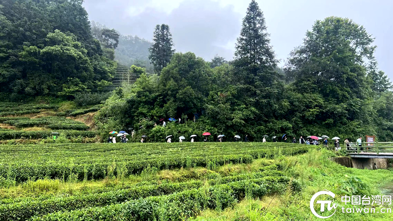 户外茶艺：如何在自然环境中煮沸清新茶叶