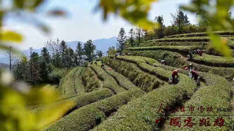 户外茶艺：如何在自然环境中煮沸清新茶叶