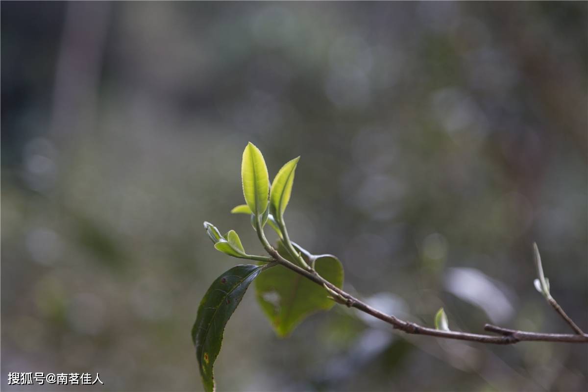 龙井普洱：区别与档次，同一种茶树？详解