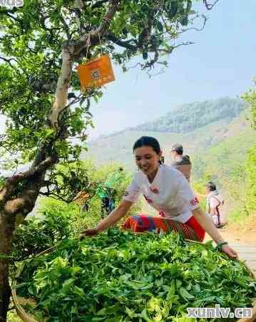 版纳茶乡春日探秘：品鉴普洱茶的魅力与制作过程