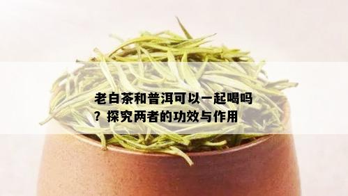 白茶和普洱茶一起泡：是否可行及功效探究