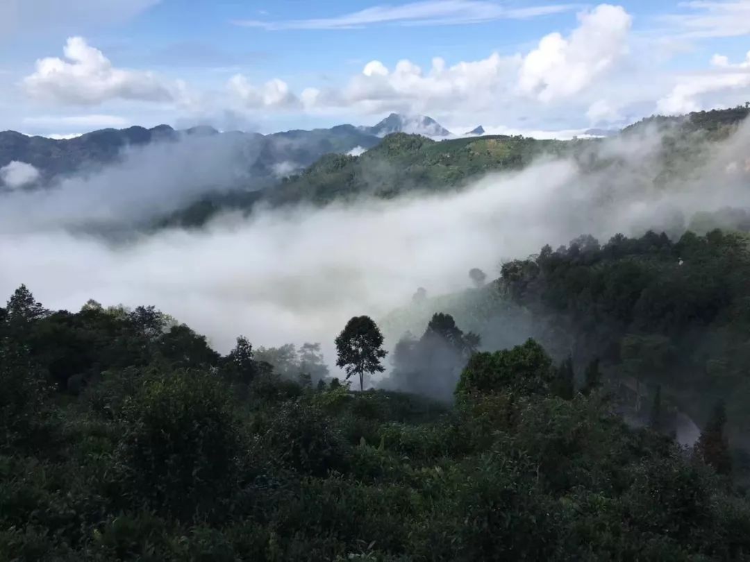 中国云南省德宏州普洱茶产量分析：数据、趋势与市场前景