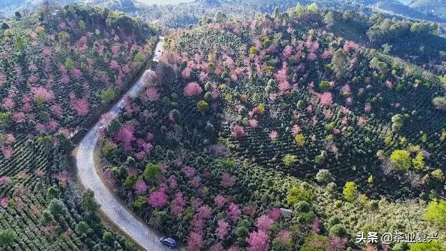 州市特色普洱茶：塑造与市场展