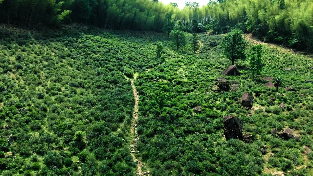 十大名茶的种类四大茶种类