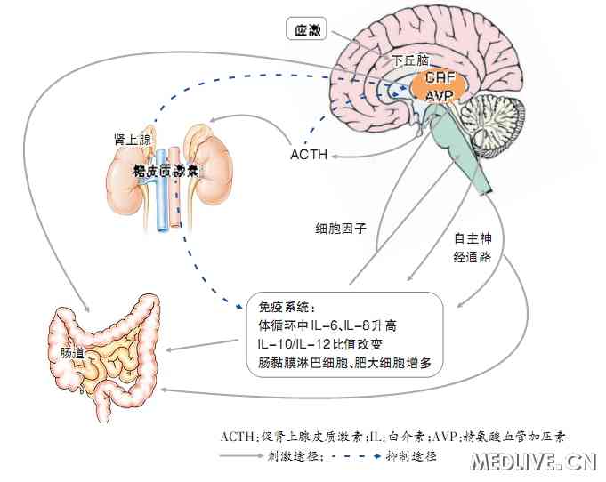 苹果生煮水喝：健新选择及其对消化系统、免疫系统和血糖控制的影响