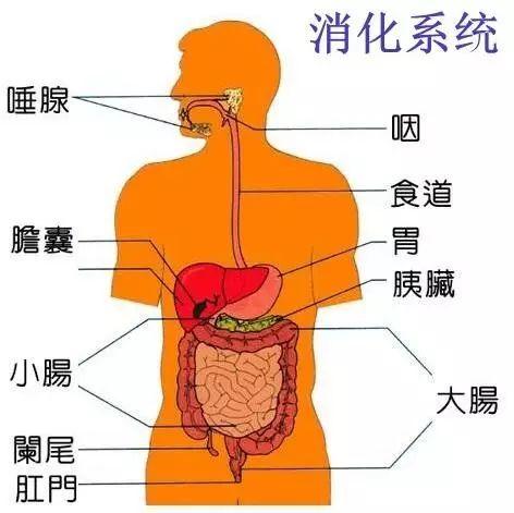 苹果生煮水喝：健新选择及其对消化系统、免疫系统和血糖控制的影响