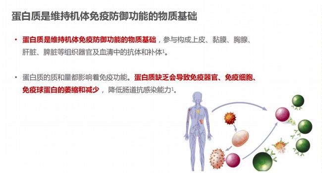 苹果生煮水喝：健新选择及其对消化系统、免疫系统和血糖控制的影响