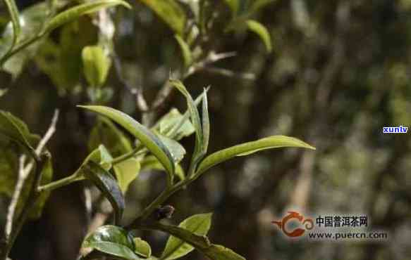 无量山天心寨纯正普洱茶：古树茶香，滋味醇厚，品鉴新体验