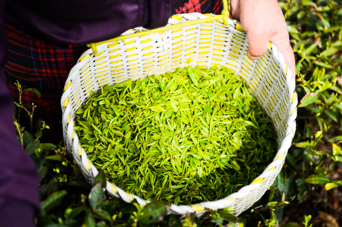 血液垃圾多适合喝茶吗