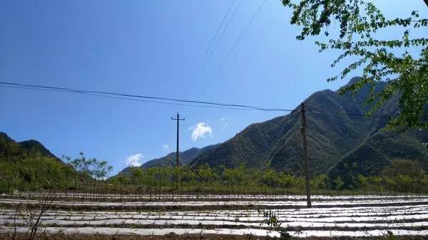 蓝田旅行：探寻更佳玉米购买地点及其周边景点