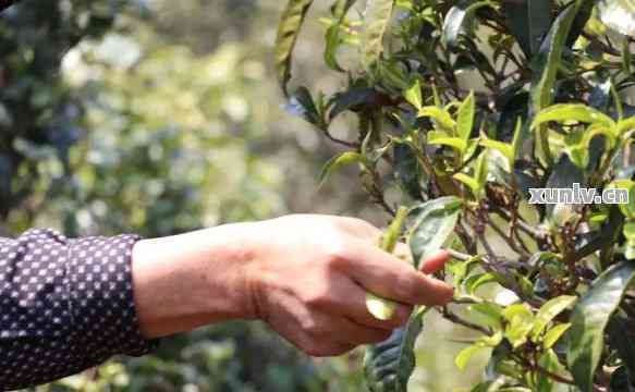 普洱茶的釆摘标准、熟茶采摘标准和等级，以及普洱茶摘要和制作工序。