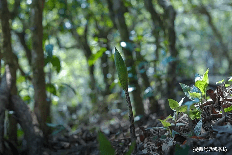 茶叶里有很多枝干：正常现象解读