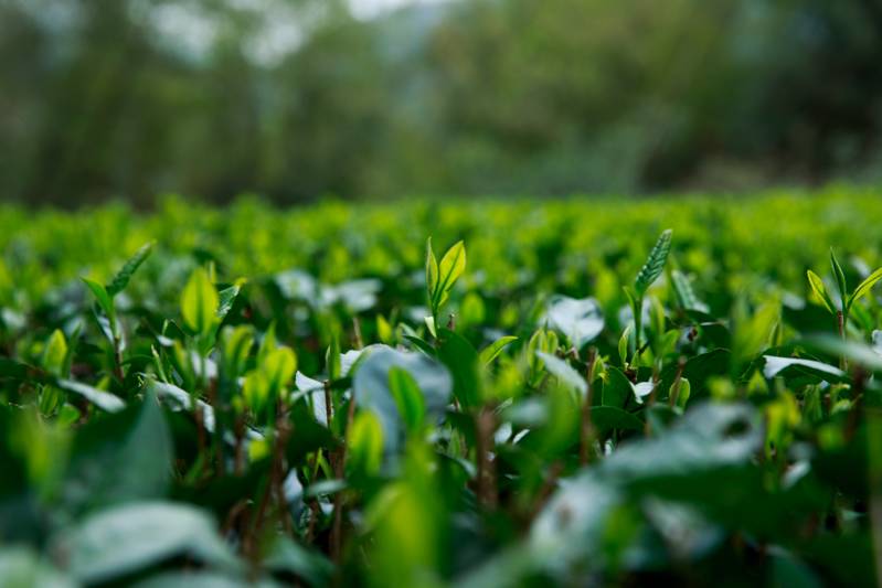 茶叶枯死的原因及预防措：了解这些，让你的茶叶保持生机