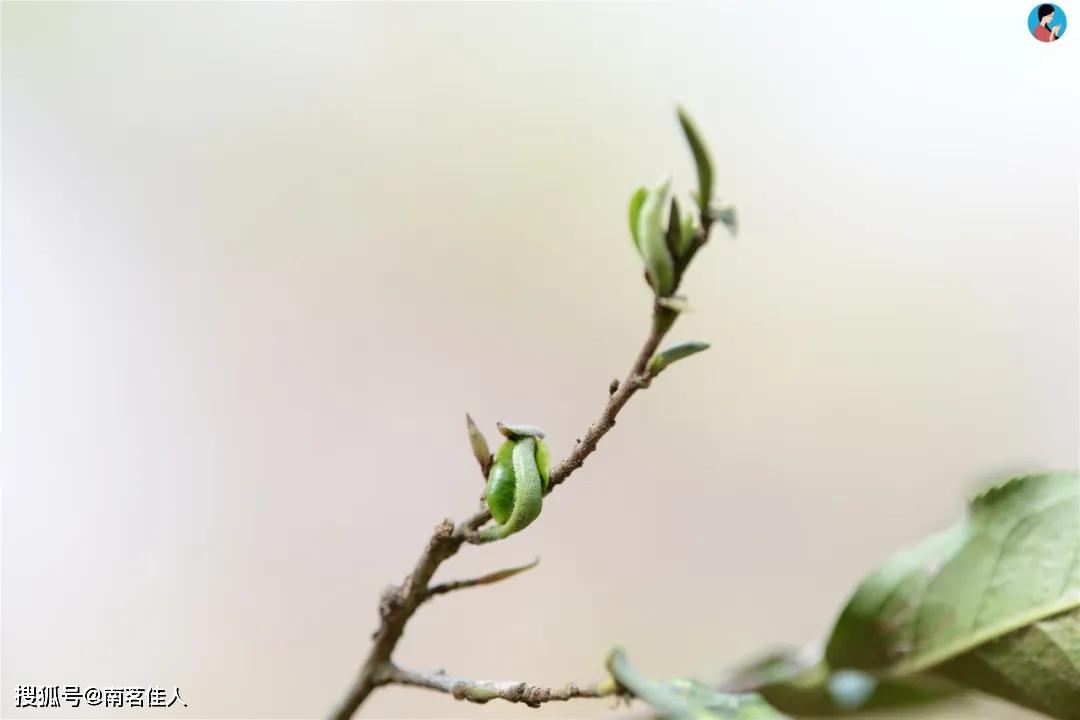 茶叶枯死的原因及预防措：了解这些，让你的茶叶保持生机