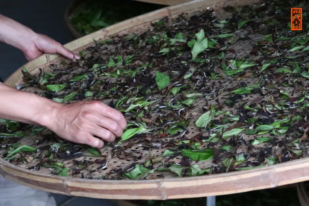 薄荷塘普洱茶口感特点，古树纯料，2018价格及生茶和熟茶的区别