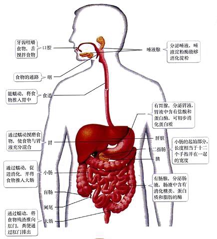 普洱茶对消化系统的影响：腹胀、便秘及解决方法全面解析