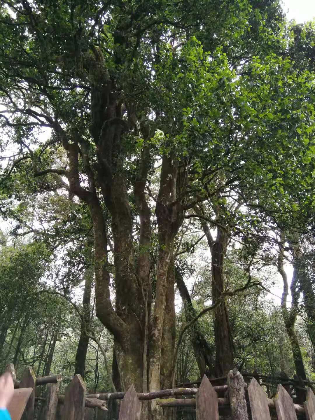 探究普洱茶中的茶油现象及其对茶叶品质的影响