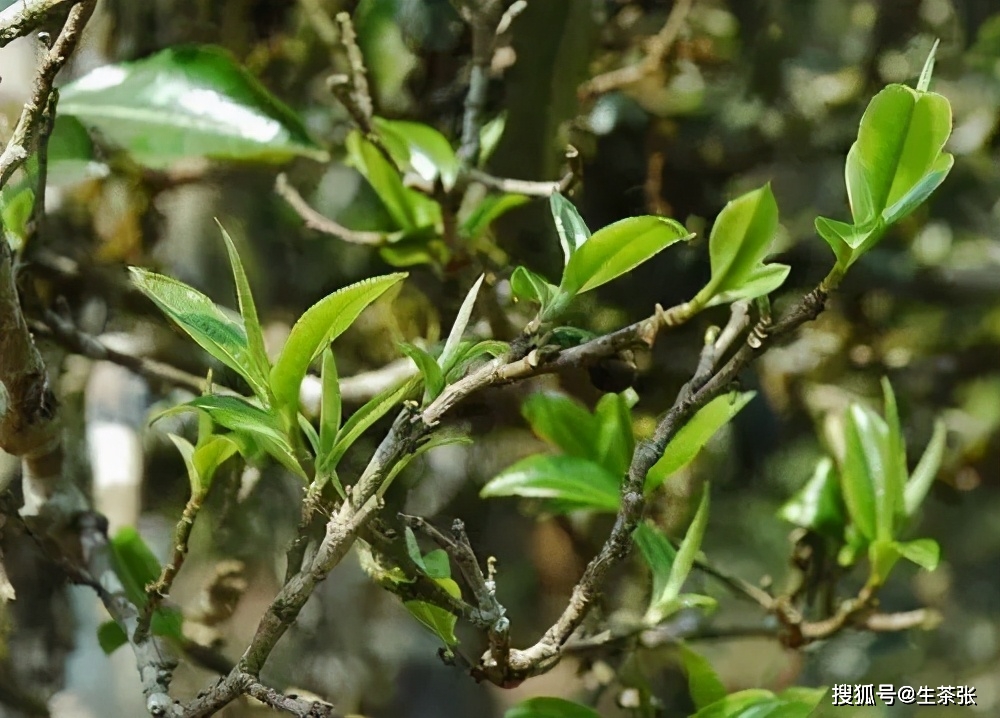 普洱茶树的五大分类：产地、品种、形态、叶子形状和茶叶特征