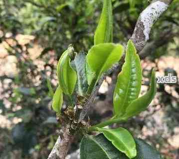 单株普洱茶：独特品种、品质与收藏价值的全面解析