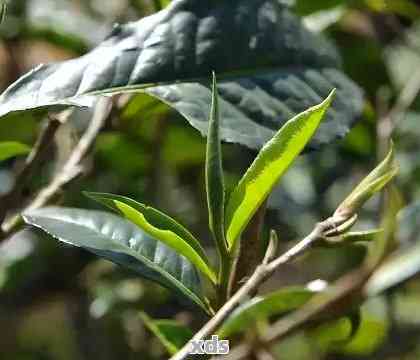 普洱茶单株茶底特征及功效：探究普洱茶单株的独特品质与价值