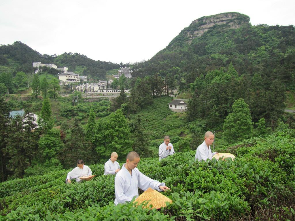 探寻醒茶的真正含义：从茶叶品质、泡茶技巧到品茶文化全方位解析