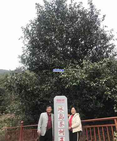 勐库冰岛茶厂：探寻高品质茶叶的秘密基地