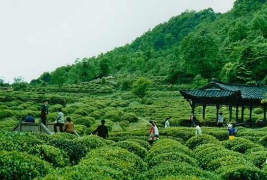 普洱茶年产值及相关数据汇总