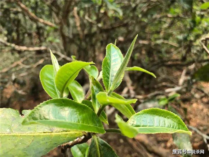 普洱茶原料：一芽二叶是常见的，但还有其他类型的叶子吗？