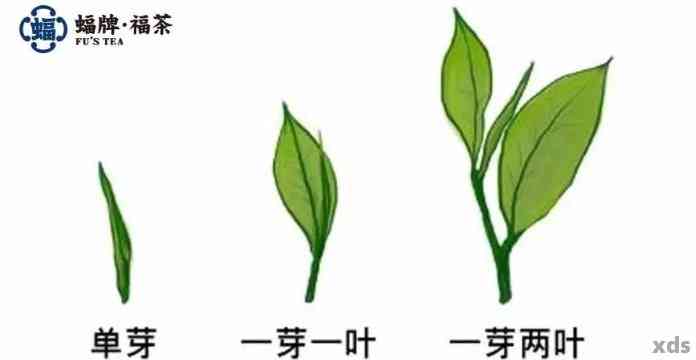 普洱茶原料：一芽二叶是常见的，但还有其他类型的叶子吗？