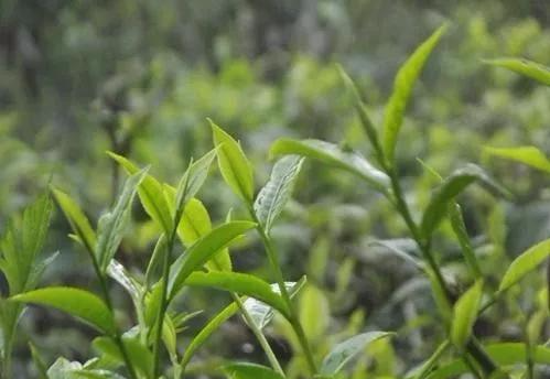 普洱茶原料一芽二叶还是一叶的选择