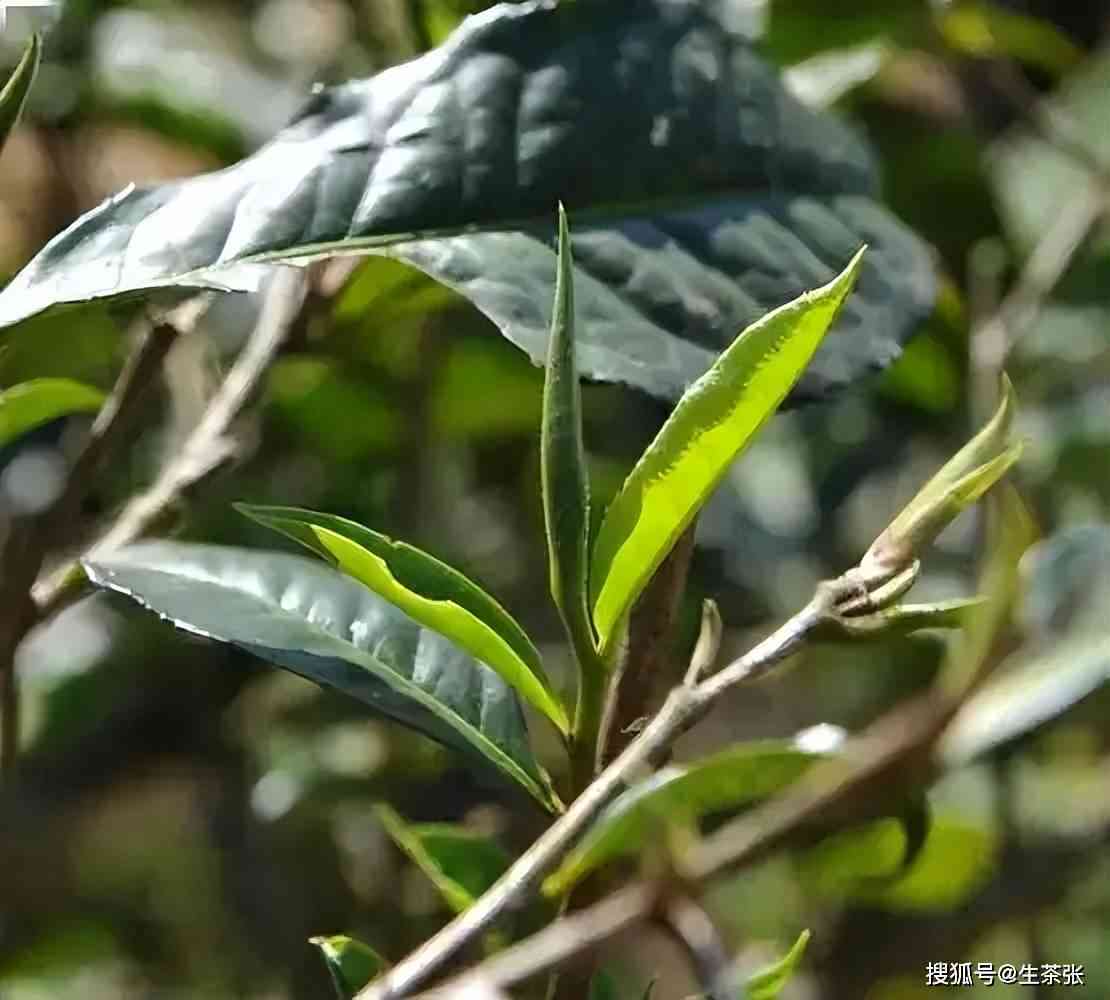 普洱茶原料一芽二叶还是一叶的选择