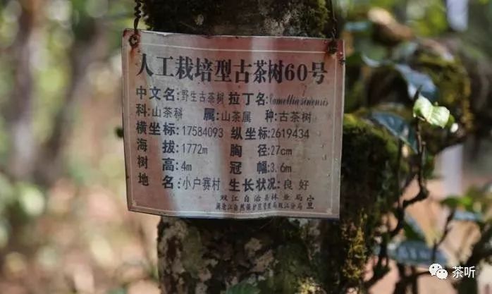 临沧冰岛古茶排行榜