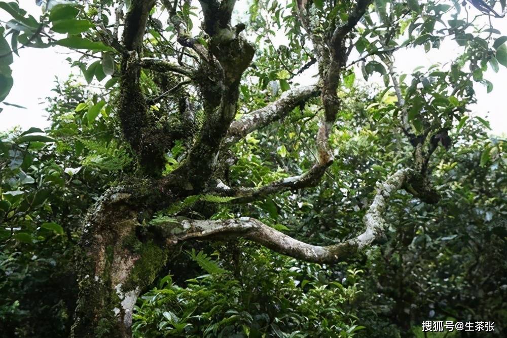 新 下关布朗山老树茶：古树韵味，浓香气，回味无穷的纯正口感