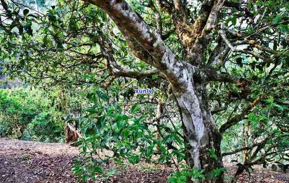 新 下关布朗山老树茶：古树韵味，浓香气，回味无穷的纯正口感